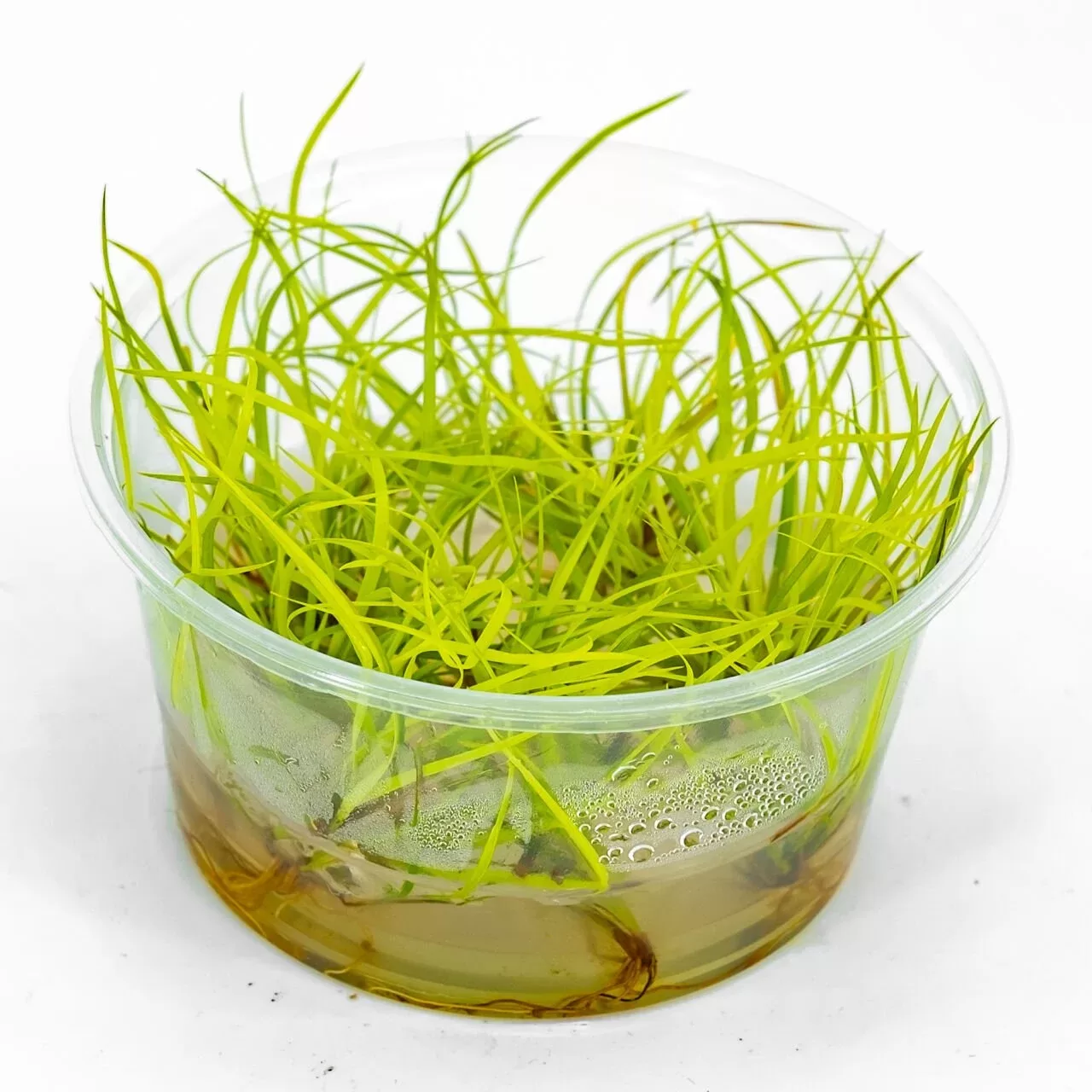 Juncus repens (10–20 cm uzunluk) IN VITRO CUP
