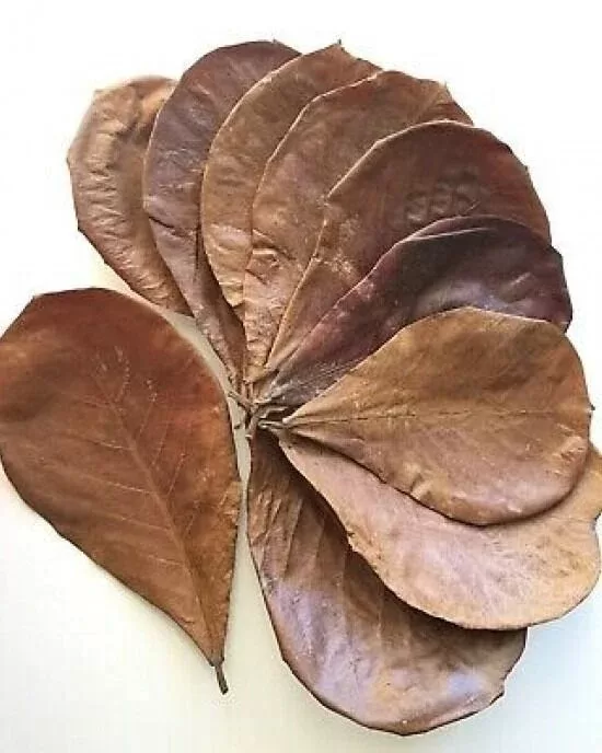 Catappa Yaprağı 1 Adet (XL) Dev Boy 21–30 cm