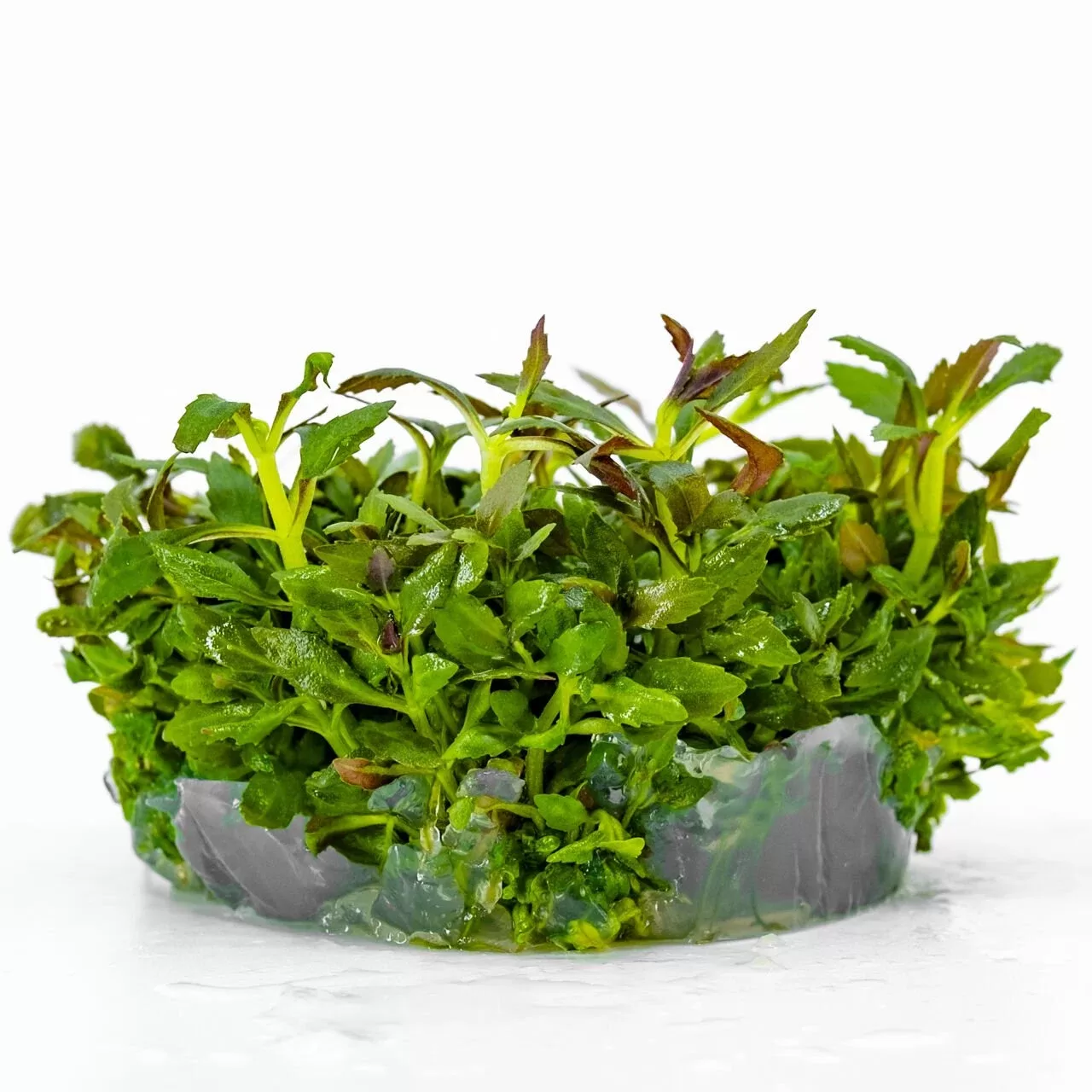 Limnophila aromatica IN VITRO CUP