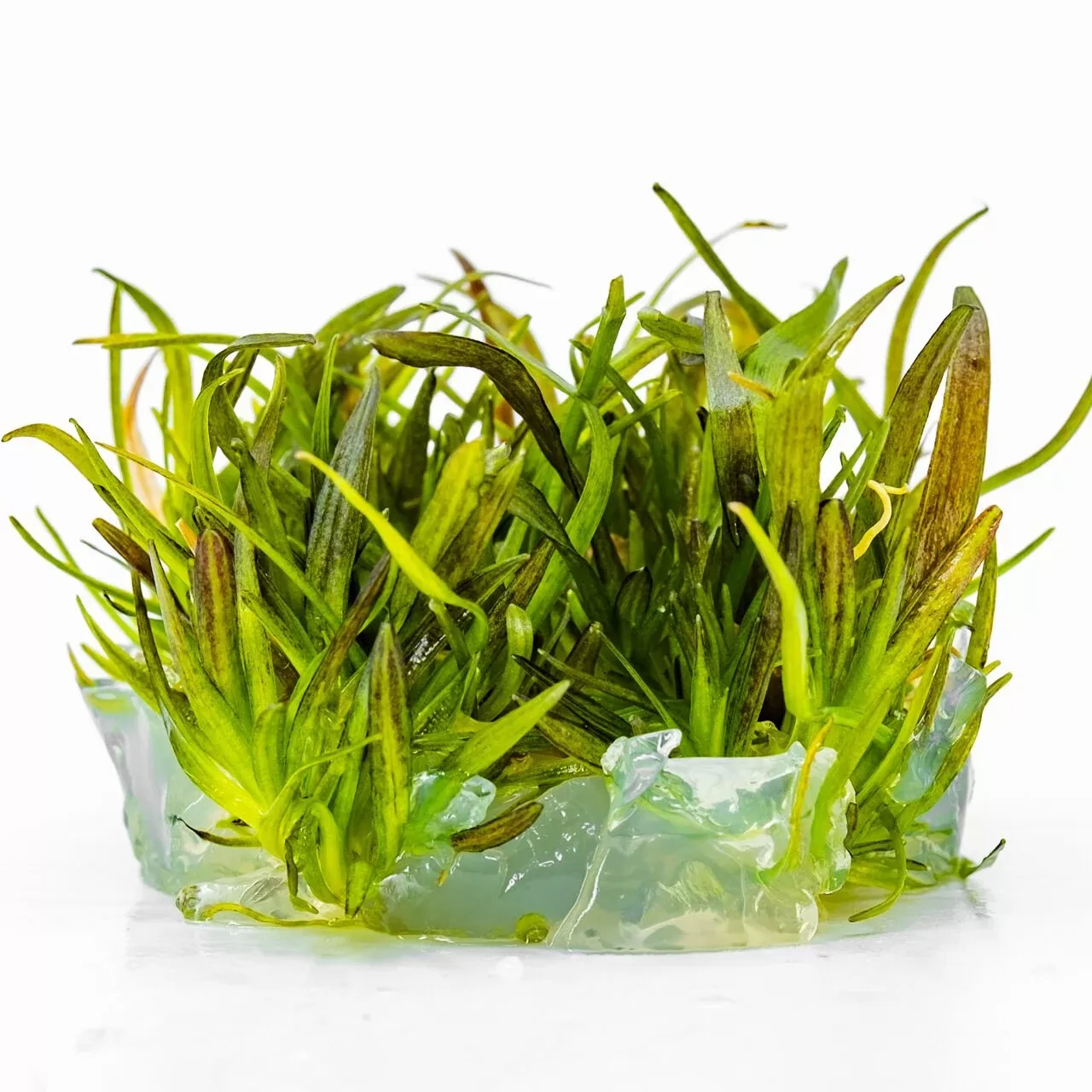 Echinodorus ‘Rose’ (20–50 cm) IN VITRO CUP