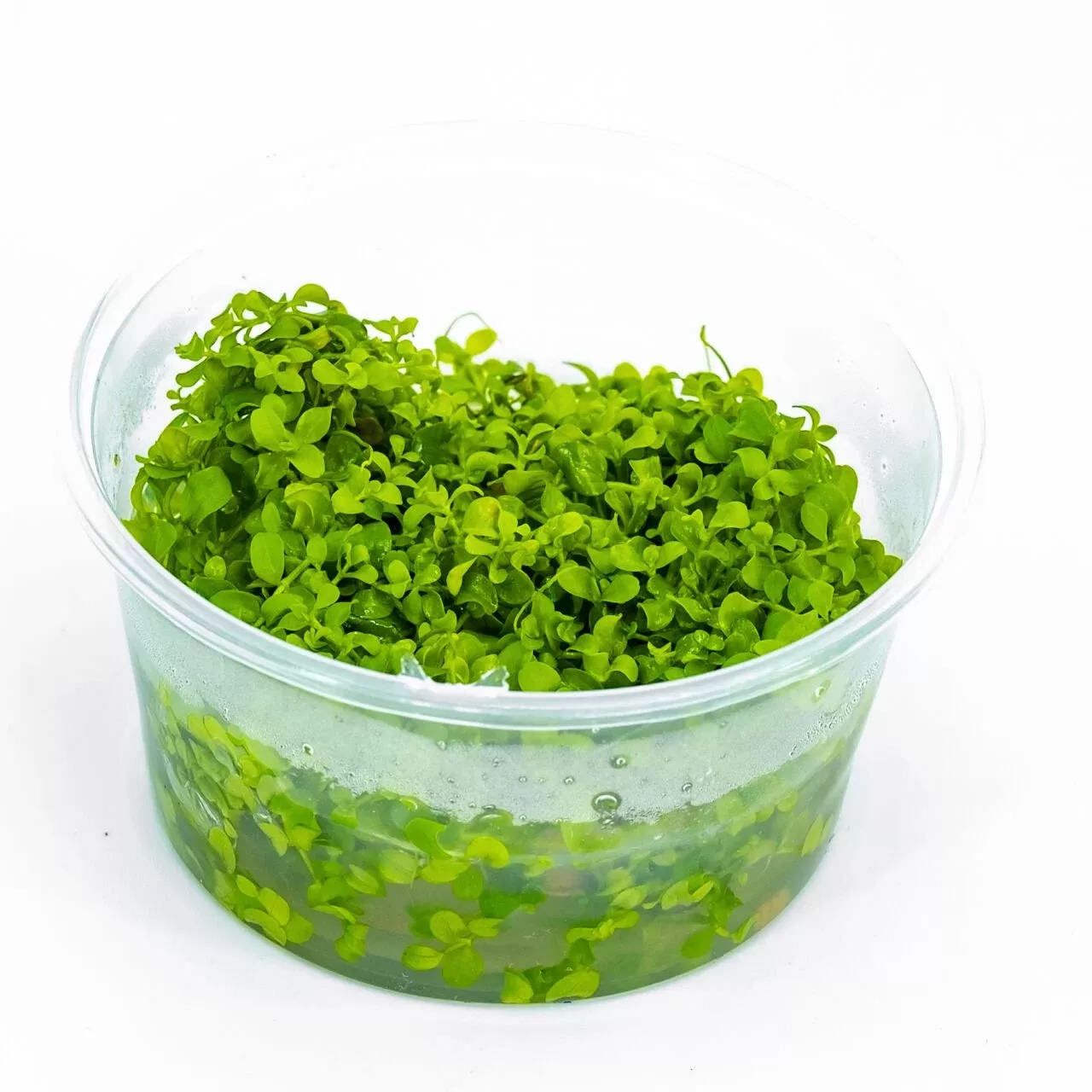 Micranthemum ‘Monte Carlo’ Akvaryum Bitkisi (5-10cm) – IN VITRO CUP