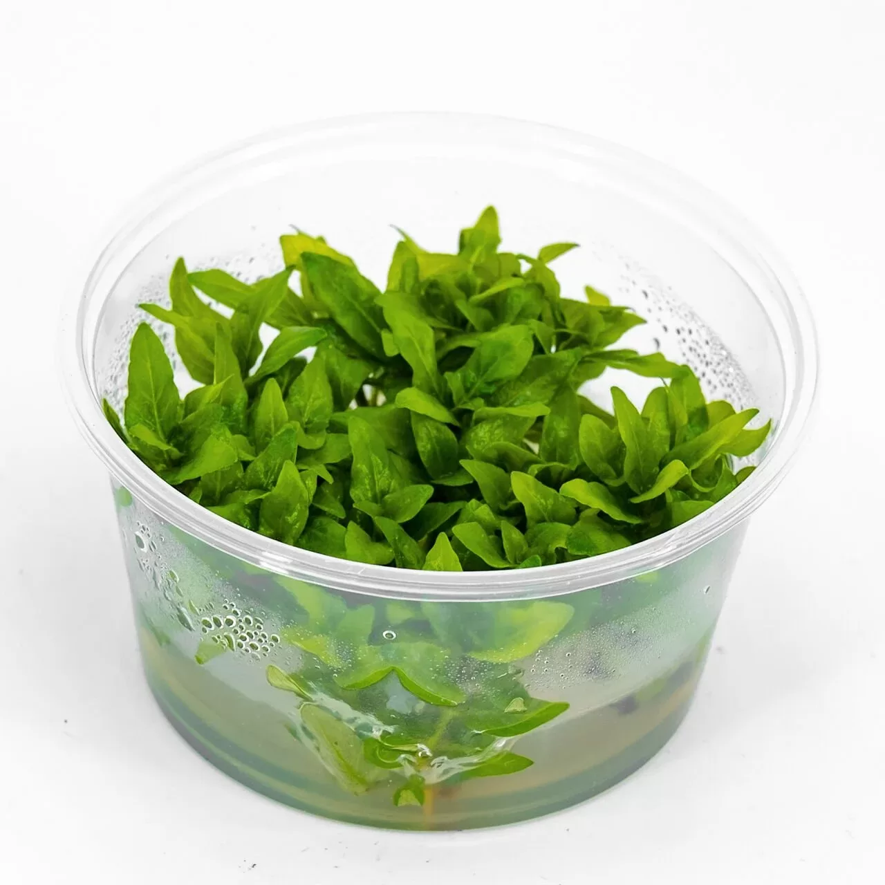 Staurogyne repens Akvaryum Bitkisi (5-15cm) – IN VITRO CUP