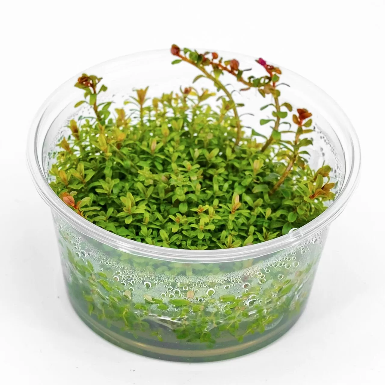 Rotala Blood Red Akvaryum Bitkisi (10-35cm) – IN VITRO CUP