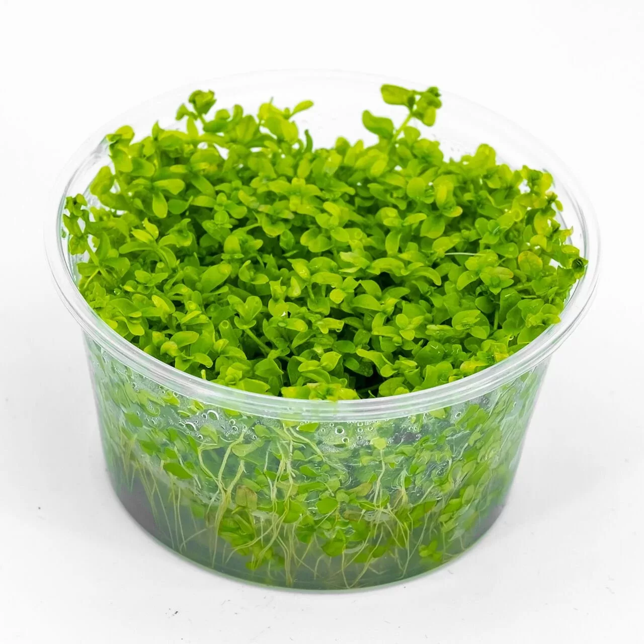 Micranthemum micranthemoides Akvaryum Bitkisi (5-15+cm) – IN VITRO CUP