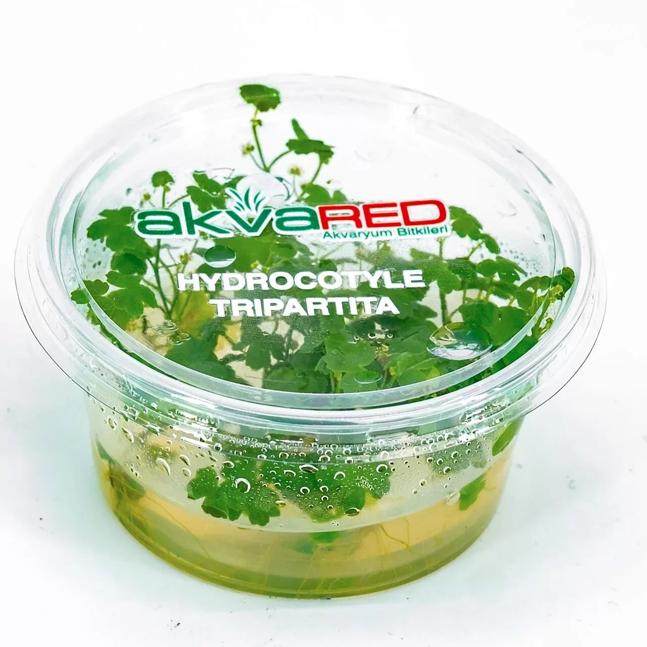 Hydrocotyle tripartita / sp. Japan Akvaryum Bitkisi (5cm+) – IN VITRO CUP