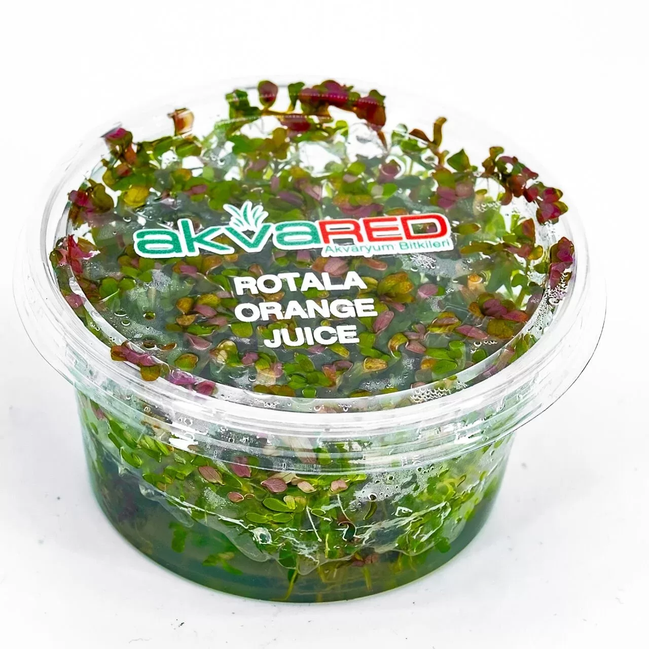 Rotala Orange Juice Akvaryum Bitkisi (10-35 cm) – IN VITRO CUP