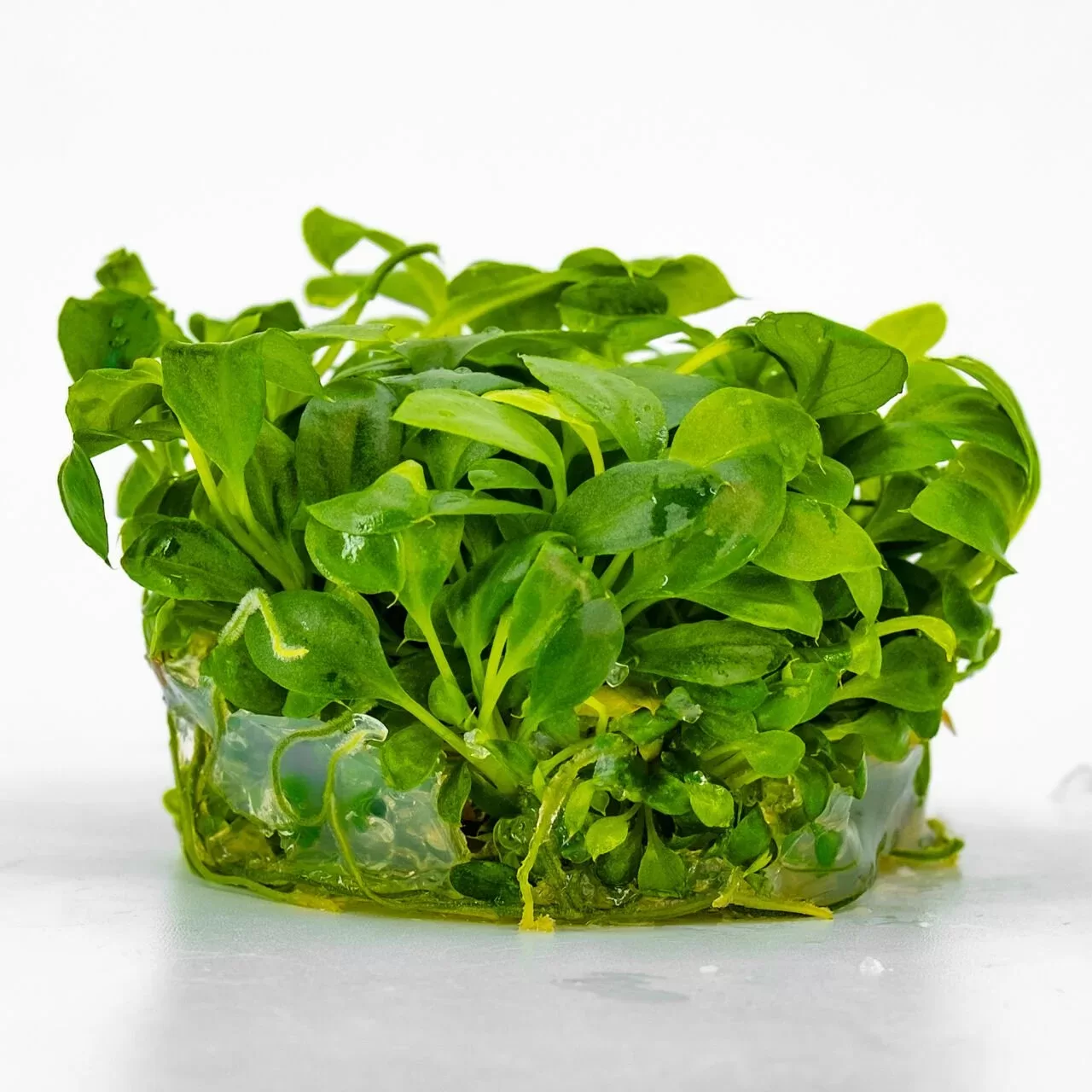 Anubias heterophylla mini Akvaryum Bitkisi (5-20 cm) – IN VITRO CUP