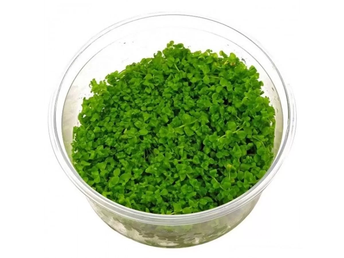Rotala Macrandra Pearl Cup İn Vitro