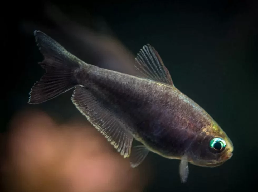 Black Emperor Tetra (Nematobrycon palmeri)
