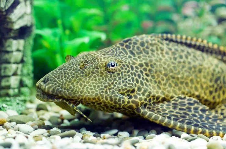 Leopar Vatoz (Hypancistrus sp.)