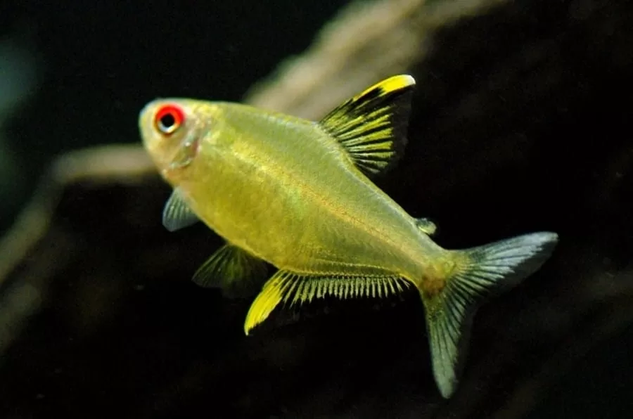 Limon Tetra (Hyphessobrycon pulchripinnis)