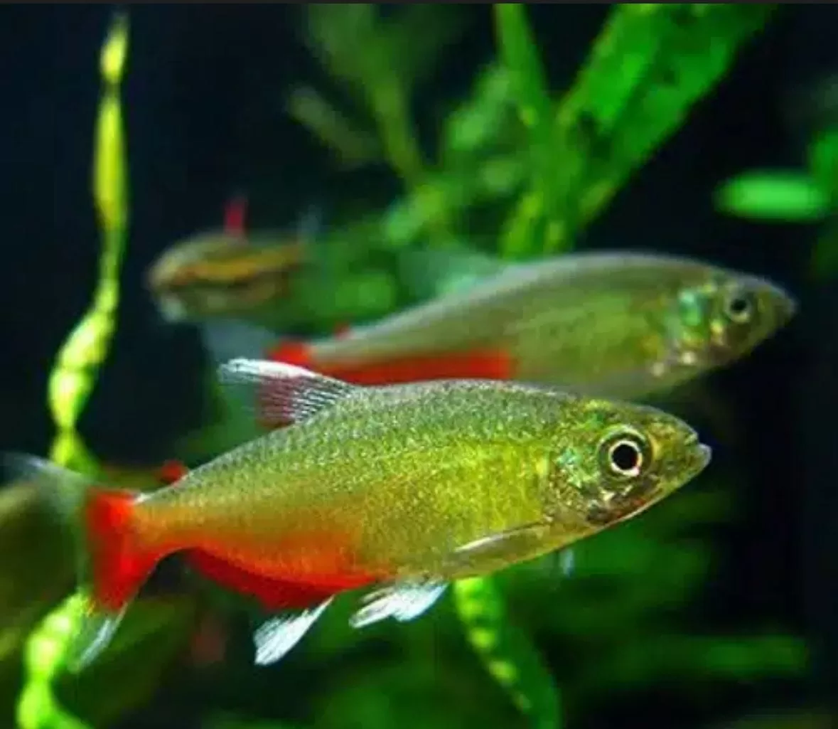 Rathbun Bloodfin Tetra (Aphyocharax rathbuni)
