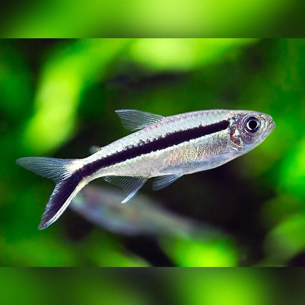 Penguen Tetra (Thayeria boehlkei)