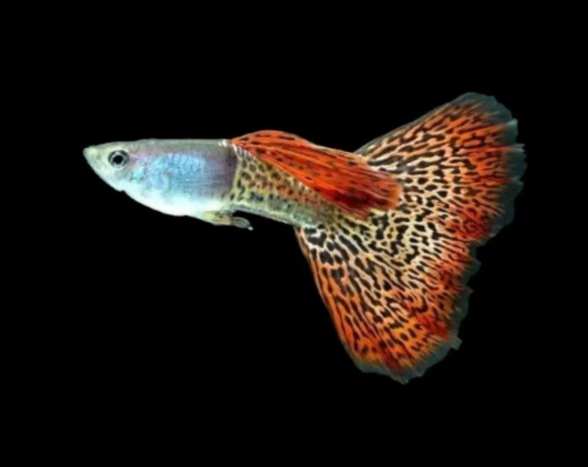 Metal Red Lace Lepistes (Poecilia reticulata)
