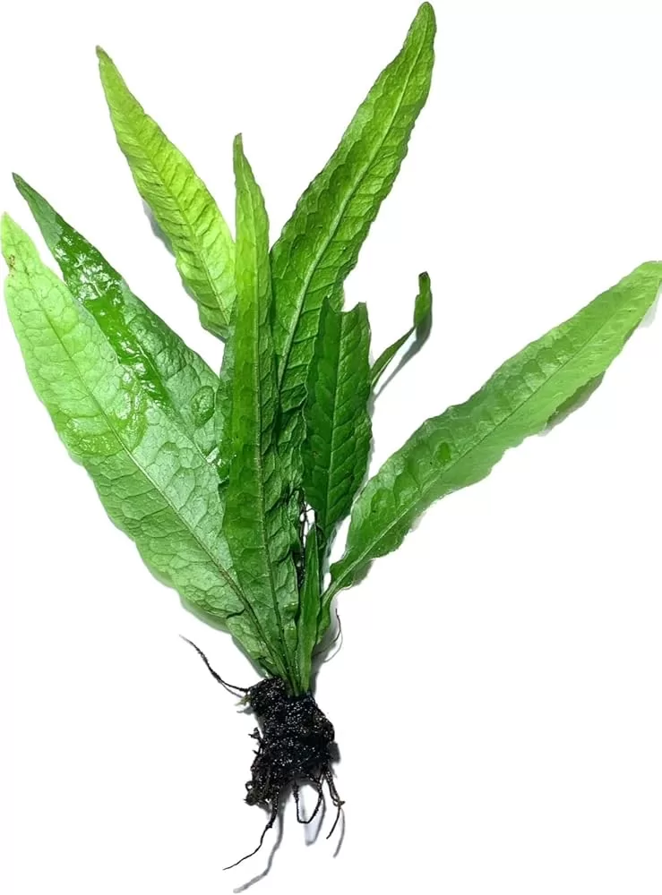 Microsorum pteropus 1 kök (L)