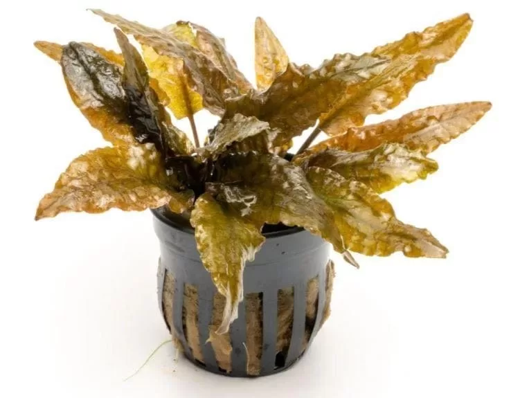 Cryptocoryne wendtii brown (Saksı)