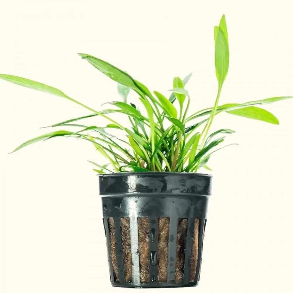 Cryptocoryne parva (Saksı)