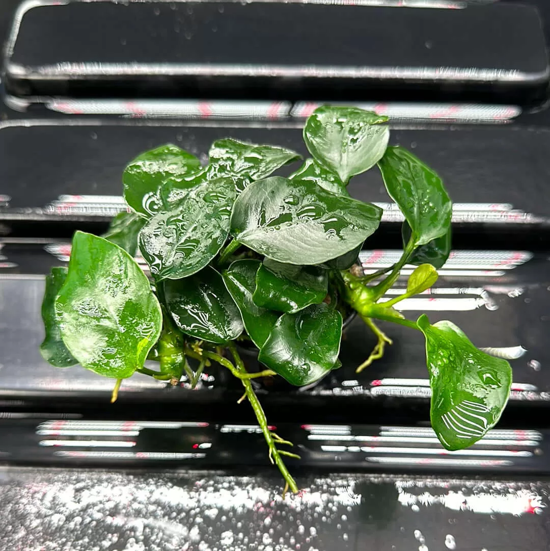 Anubias barteri nana IN VITRO CUP (5-10 cm)