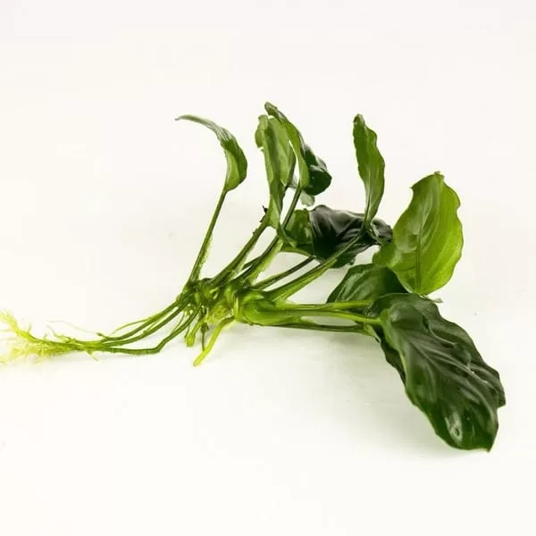 Anubias barteri round (golden coin) 1 kök