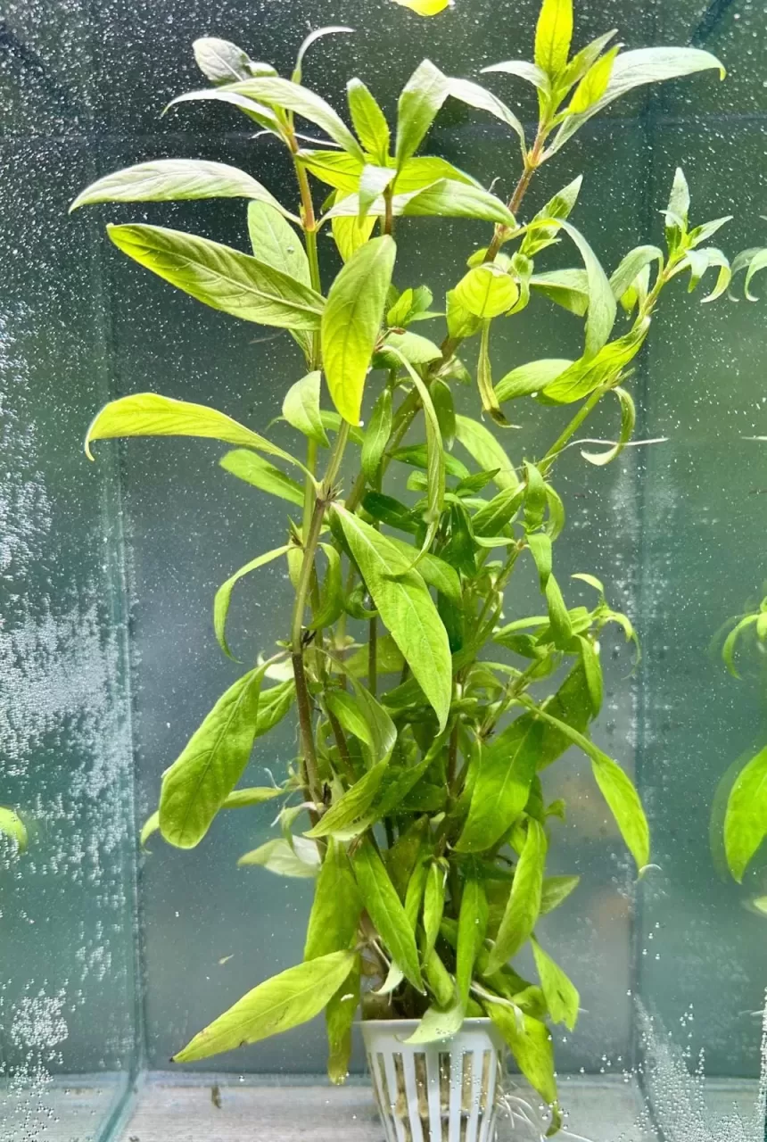Hygrophila Salicifolia (Saksı)