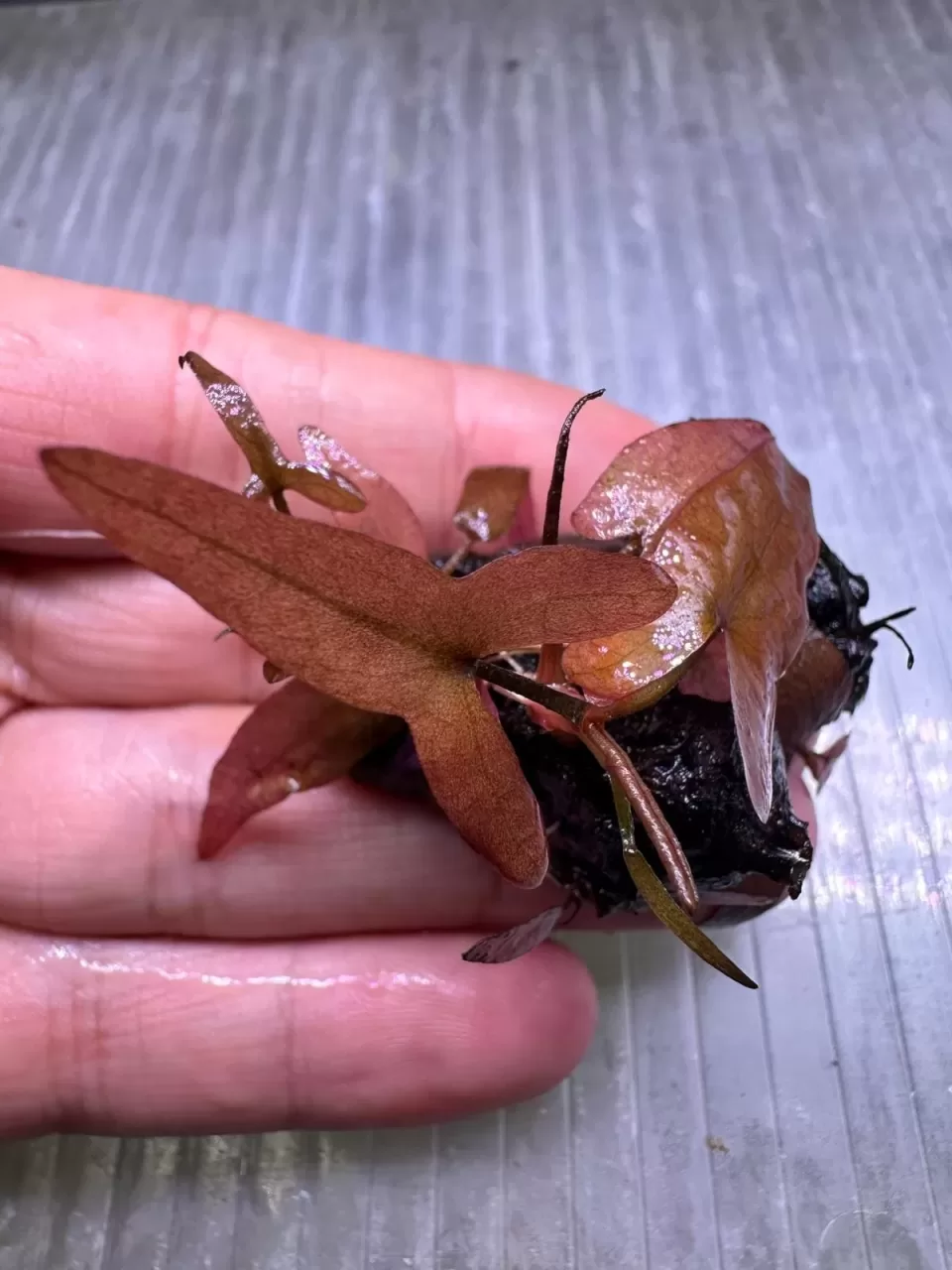 Nymphaea Rubra Bulb Lotus Soğanı