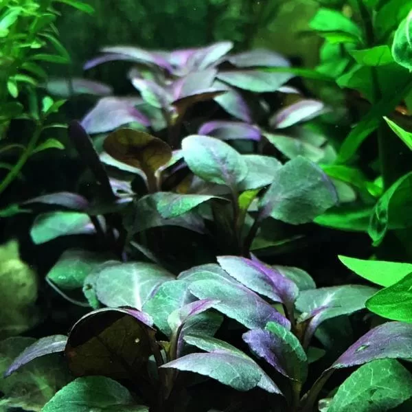 Lobelia Cardinalis (Saksı)