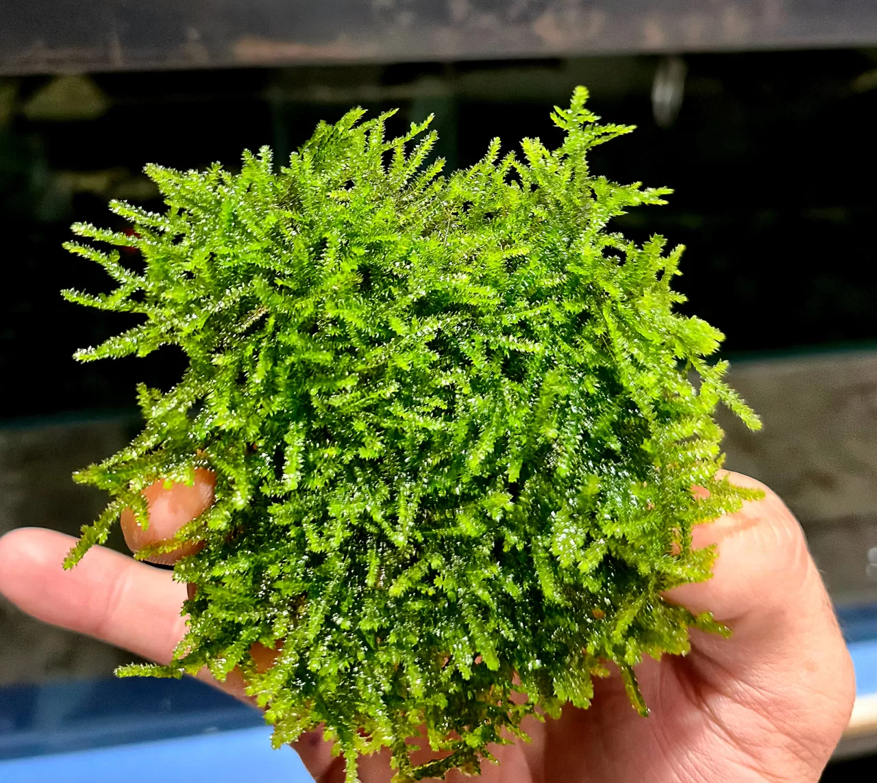 Anchor Moss (Eski Sarım) – 5x5 cm