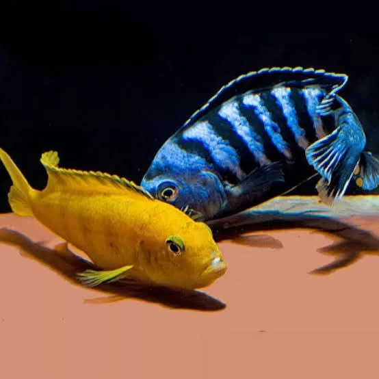Saulosi Çiklet (Chindongo saulosi) 6-8 cm