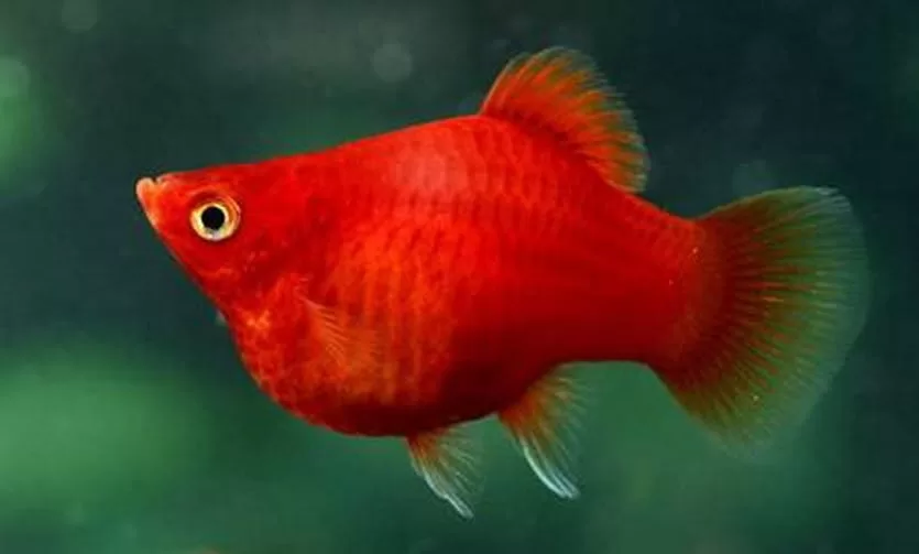 Balon Plati (Balloon Platy) (Xiphophorus maculatus)