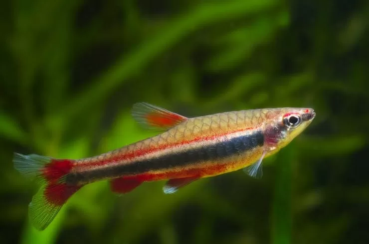 Kalem Tetra - Nannostomus beckfordi (Beckford’s Pencilfish)